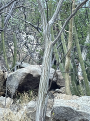 Erythrina flabelliformis