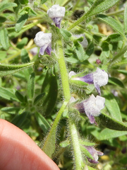 Sairocarpus cornutus