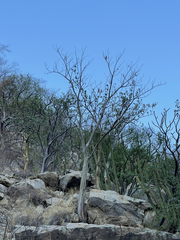 Erythrina flabelliformis