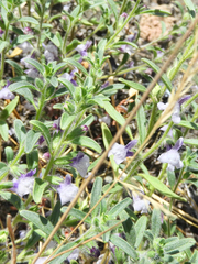 Sairocarpus cornutus