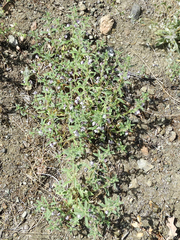 Sairocarpus cornutus