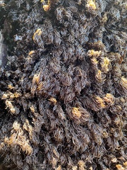Odonthalia