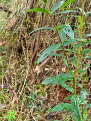 Pimelea ligustrina ligustrina
