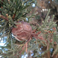 Cupressus macrocarpa