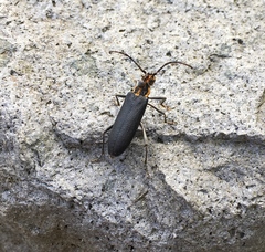 Enoploderes vitticollis