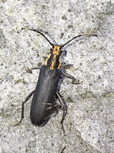 Pyrotrichus vitticollis