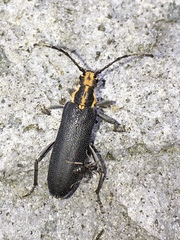 Enoploderes vitticollis