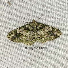 Myrioblephara harutai