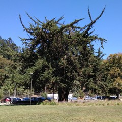 Cupressus macrocarpa