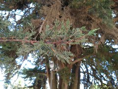 Cupressus macrocarpa