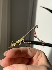 Pseudovates spinicollis