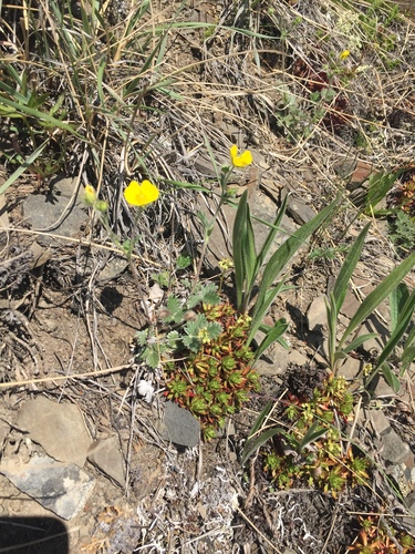 Potentilla nivea iNat (3)