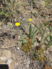 Potentilla nivea