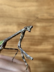 Pseudovates spinicollis