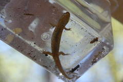 Desmognathus welteri