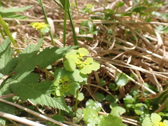 Chrysosplenium serreanum