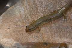 Desmognathus welteri
