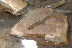 Desmognathus welteri