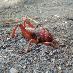 Cratomelus armatus