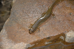 Desmognathus welteri