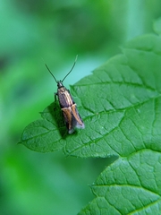 Enchrysa dissectella