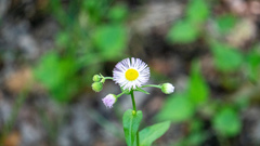 Erigeron philadelphicus philadelphicus