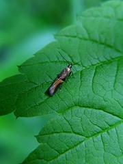 Enchrysa dissectella