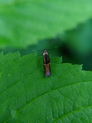Enchrysa dissectella