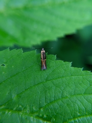 Enchrysa dissectella