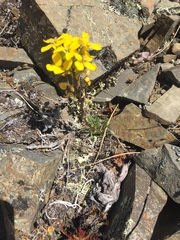 Erysimum angustatum