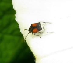 Megacerus discoidus