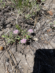 Calyptridium monospermum