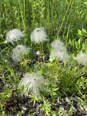 Pulsatilla dahurica