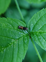 Enchrysa dissectella