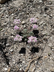 Calyptridium monospermum