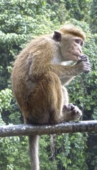 Macaca sinica