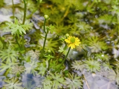 Ranunculus gmelinii