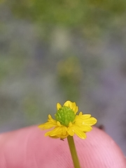 Ranunculus gmelinii