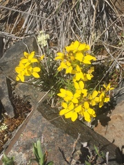 Erysimum angustatum