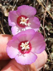 Clarkia gracilis tracyi