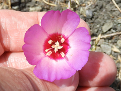 Clarkia gracilis tracyi