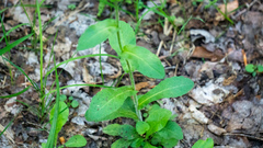 Erigeron philadelphicus philadelphicus