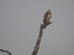 Haliaeetus ichthyaetus