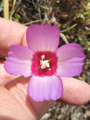 Clarkia gracilis tracyi