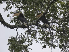 Anthracoceros coronatus