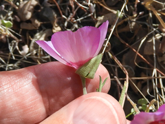 Clarkia gracilis tracyi