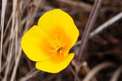 Eschscholzia californica