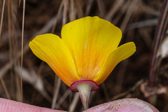 Eschscholzia californica