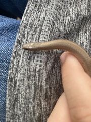 Virginia valeriae elegans