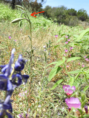 Clarkia gracilis tracyi